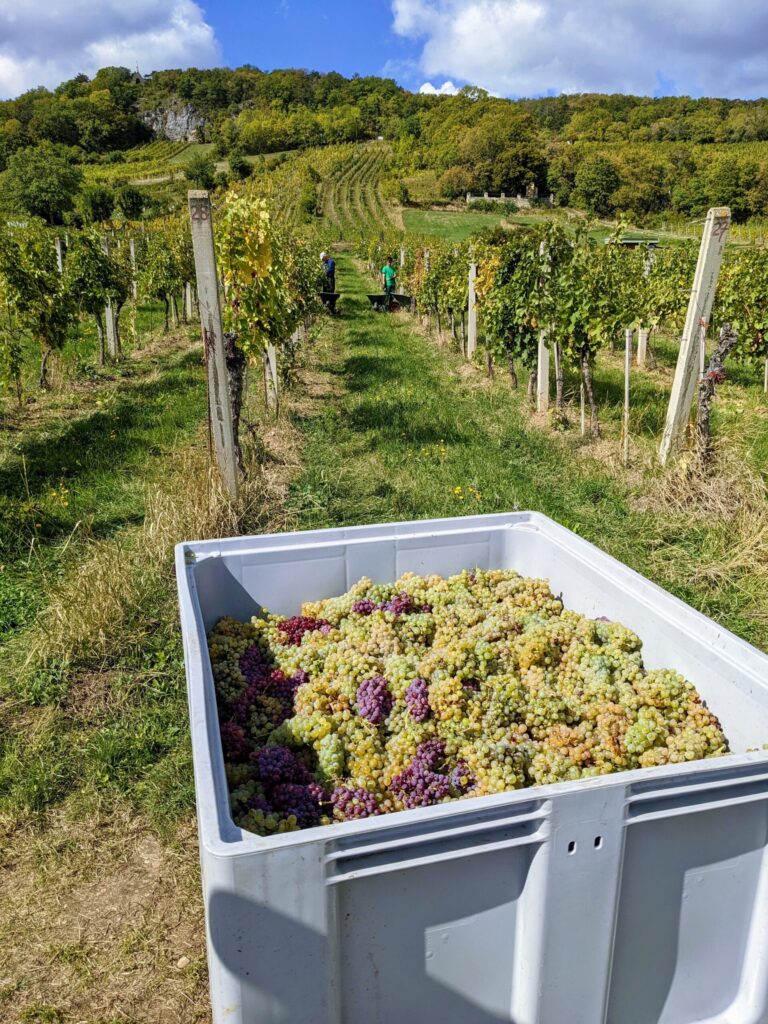 harvesting riesling wine grapes in austria