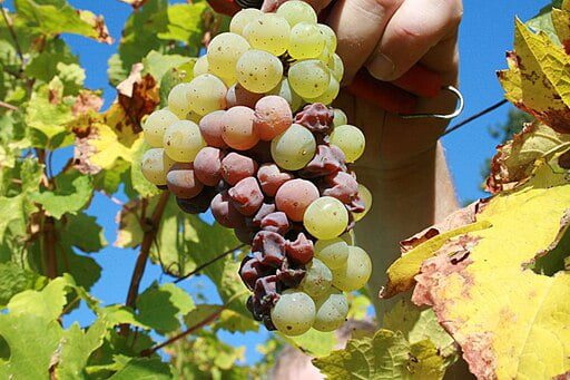 riesling for beginners
