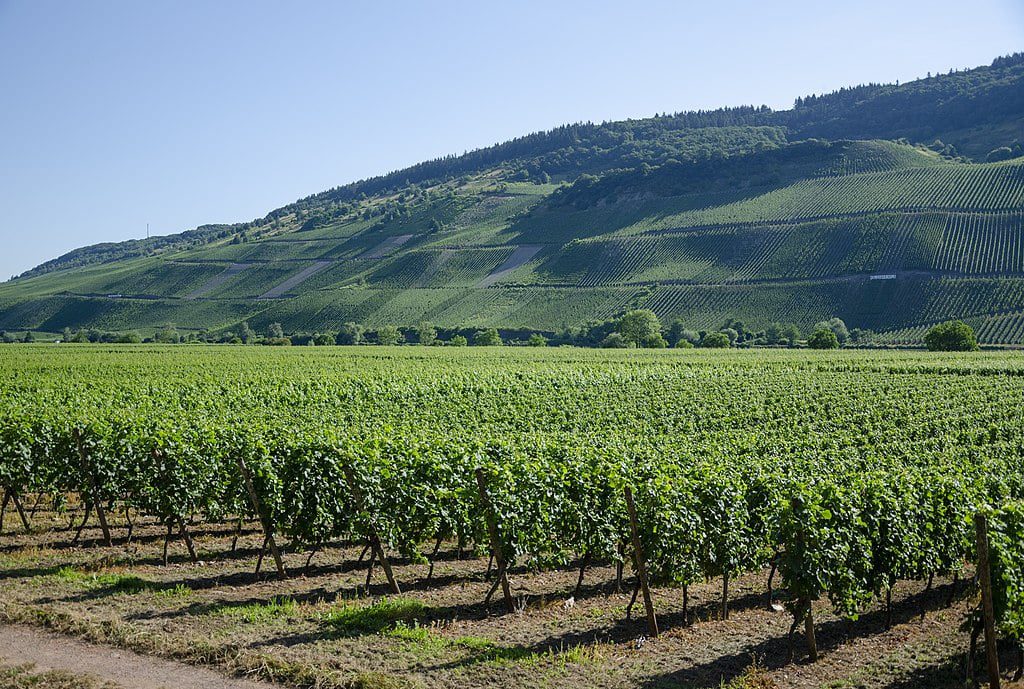 riesling growing in a german vineyard