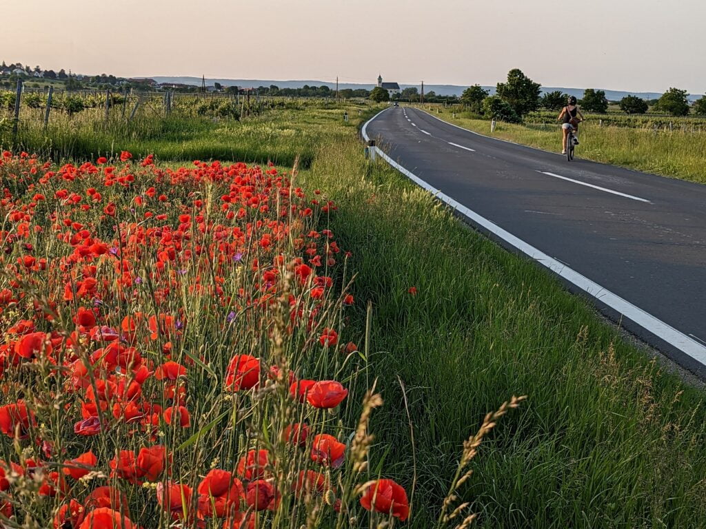 wine tour from vienna to burgenland through poppy fields