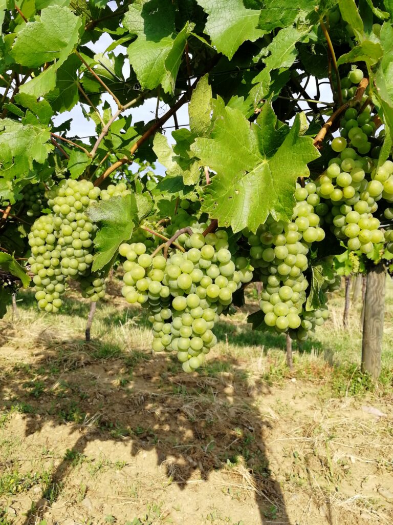 grapes growing the vineyards of gumpoldskirchen in the thermal region